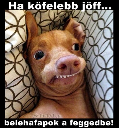 kutya-vicces-eu_www.kepfeltoltes.hu_.jpg kutya-vicces-eu_www.kepfeltoltes.hu_.jpg
